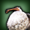 Wild Dodo - icon