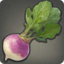 Steppe Radish