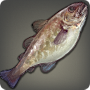 Haddock