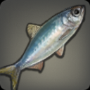 新星産の海魚