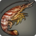 Leopard Prawn