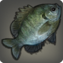 Garlean Bluegill