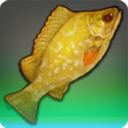 Heirloom Goldgrouper