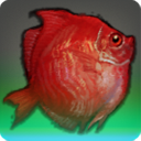 Red Boarfish