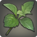 Fragrant Steppe Herb
