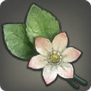 Splendid Trillium