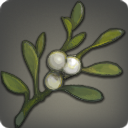 Oddly Delicate Mistletoe