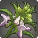 Bitter Foxglove