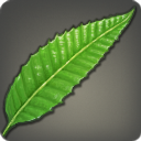 Swordleaf