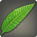 除草剤用の薬用植物