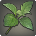 Soft Young Leaves