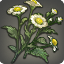 Sweet-scented Flowers