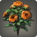 Orange Oldroses