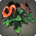 Orange Violas
