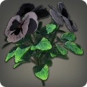 Black Violas