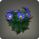 Blue Daisies