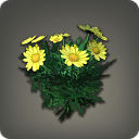 Yellow Daisies