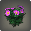 Purple Daisies