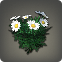 White Daisies