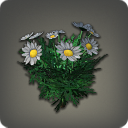 Black Daisies