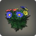 Rainbow Daisies