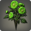 Green Dahlias