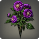 Purple Dahlias