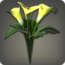 Yellow Arums