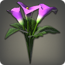 Purple Arums