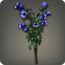 Blue Campanulas