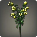Yellow Campanulas
