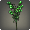 Green Campanulas