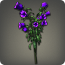 Purple Campanulas
