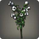 White Campanulas