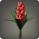 Red Hyacinths