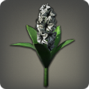 Black Hyacinths