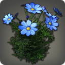 Blue Cosmos