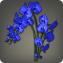 Blue Moth Orchids