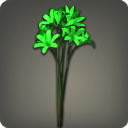 Green Triteleia