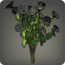 Black Morning Glories