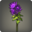 Purple Chrysanthemums
