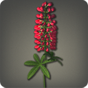 Red Lupins