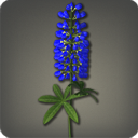 Blue Lupins