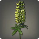 Yellow Lupins