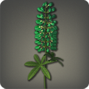 Green Lupins