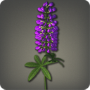 Purple Lupins