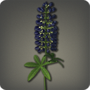 Black Lupins