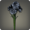 コーンフラワー:ブラック