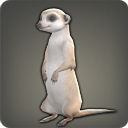 Meerkat