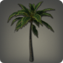 Island Palm
